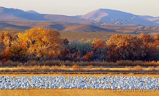 Snow Cover_72790.jpg - Snow Geese (Chen caerulescens) photographed in the Bosque del Apache National Wildlife Refuge near San Antonio, New Mexico, USA.